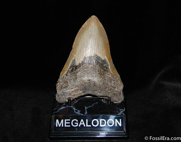 Inch NC Megalodon Tooth #68